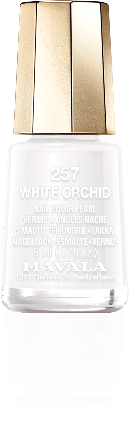 White Orchid — A subtle and pure white